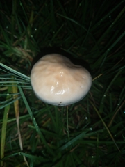 Protostropharia semiglobata