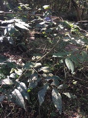 Glochidion acuminatum