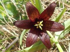 Fritillaria camschatcensis