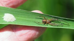 Neoscona theisi