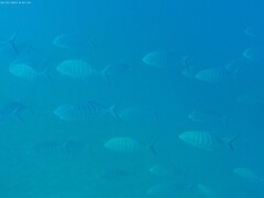 Ferdauia ferdau