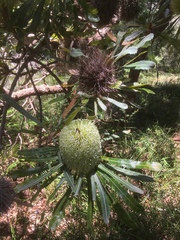 Banksia aemula