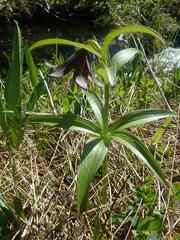 Fritillaria camschatcensis