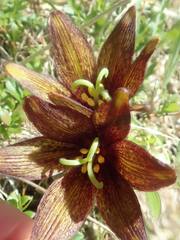 Fritillaria camschatcensis