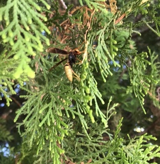 Polistes comanchus navajoe