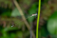 Nehalennia pallidula