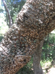 Banksia aemula