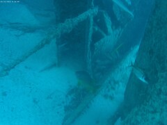 Sargocentron spiniferum