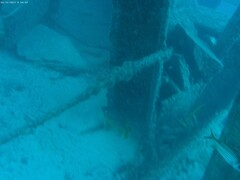 Sargocentron spiniferum