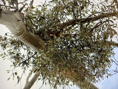 Muellerina eucalyptoides