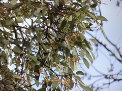Muellerina eucalyptoides