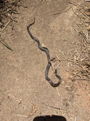 Cacophis squamulosus