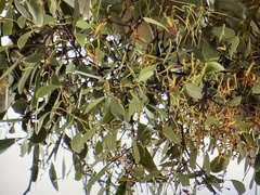 Muellerina eucalyptoides