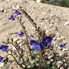 Phacelia campanularia campanularia