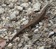 Saproscincus spectabilis