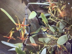 Muellerina eucalyptoides