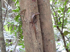 Silvascincus murrayi