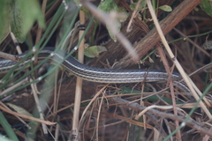 Masticophis taeniatus