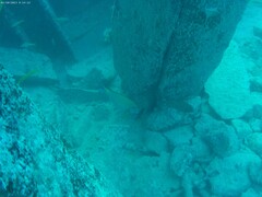 Acanthurus dussumieri