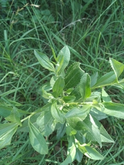 Baccharis punctulata