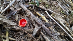 Sarcoscypha coccinea