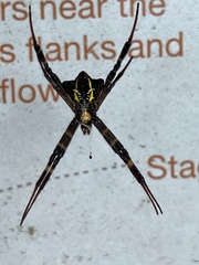 Argiope reinwardti