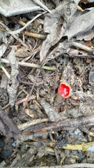 Sarcoscypha coccinea