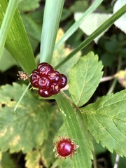 Rubus pubescens