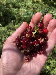 Rubus pubescens