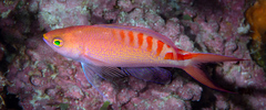 Pyronotanthias lori