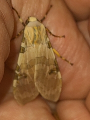 Halysidota