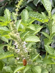 Amegilla bombiformis