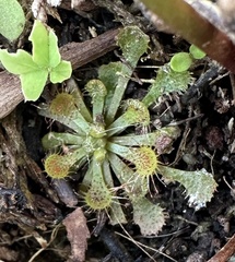 Drosera glanduligera