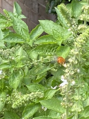 Amegilla bombiformis