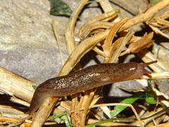 Ambigolimax