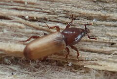 Mesites pallidipennis