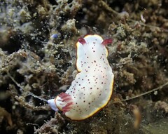Goniobranchus daphne