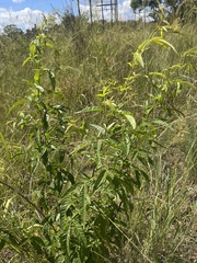 Searsia transvaalensis