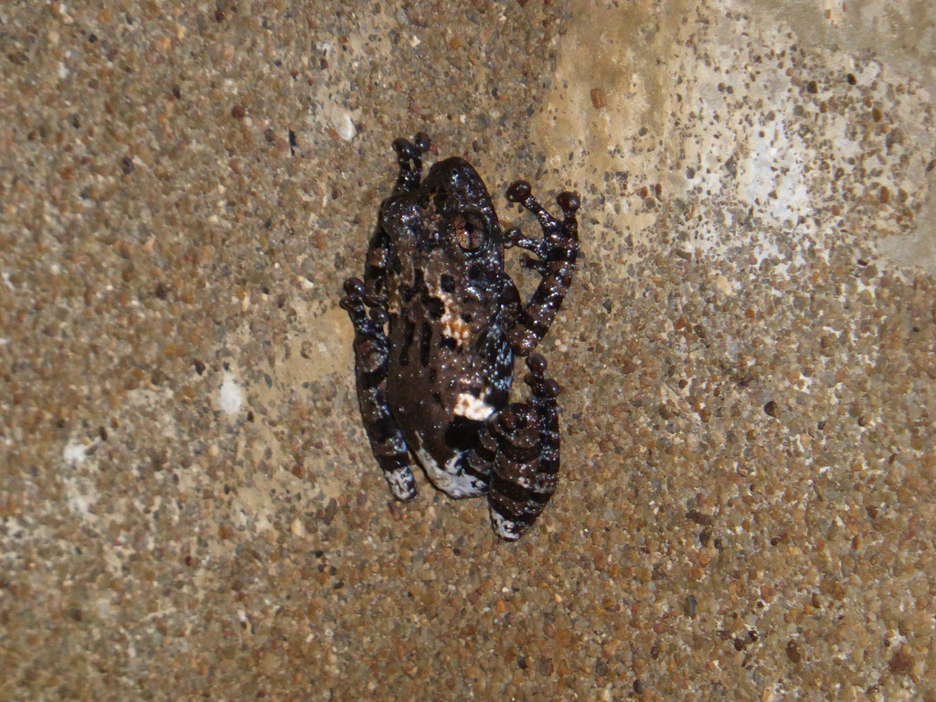 Chantaburi Bug-Eyed Frog