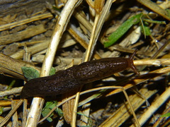 Ambigolimax