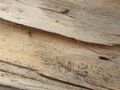 Mesites pallidipennis