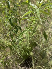 Searsia transvaalensis