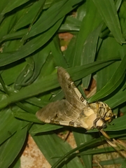 Halysidota