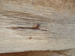 Mesites pallidipennis