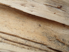 Mesites pallidipennis
