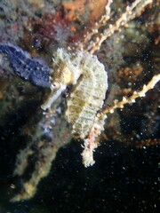 Hippocampus whitei