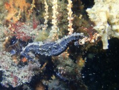 Hippocampus whitei