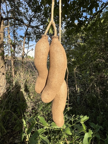 Sausage tree