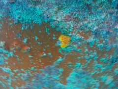 Tubastraea coccinea