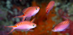 Pyronotanthias lori